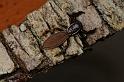 Holoplatys_lhotskyi_D7780_Z_88_North Stradbroke island_Australie